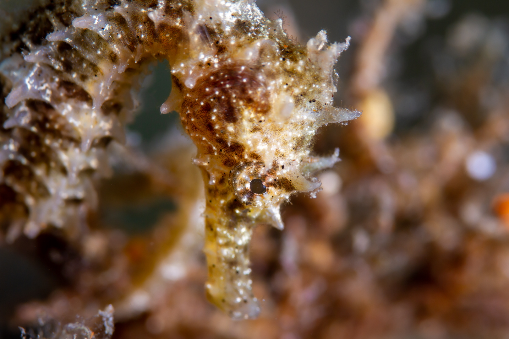 Perfil de un caballito de mar situado en un fondo de rocas y algas marinas. Foto submarina.