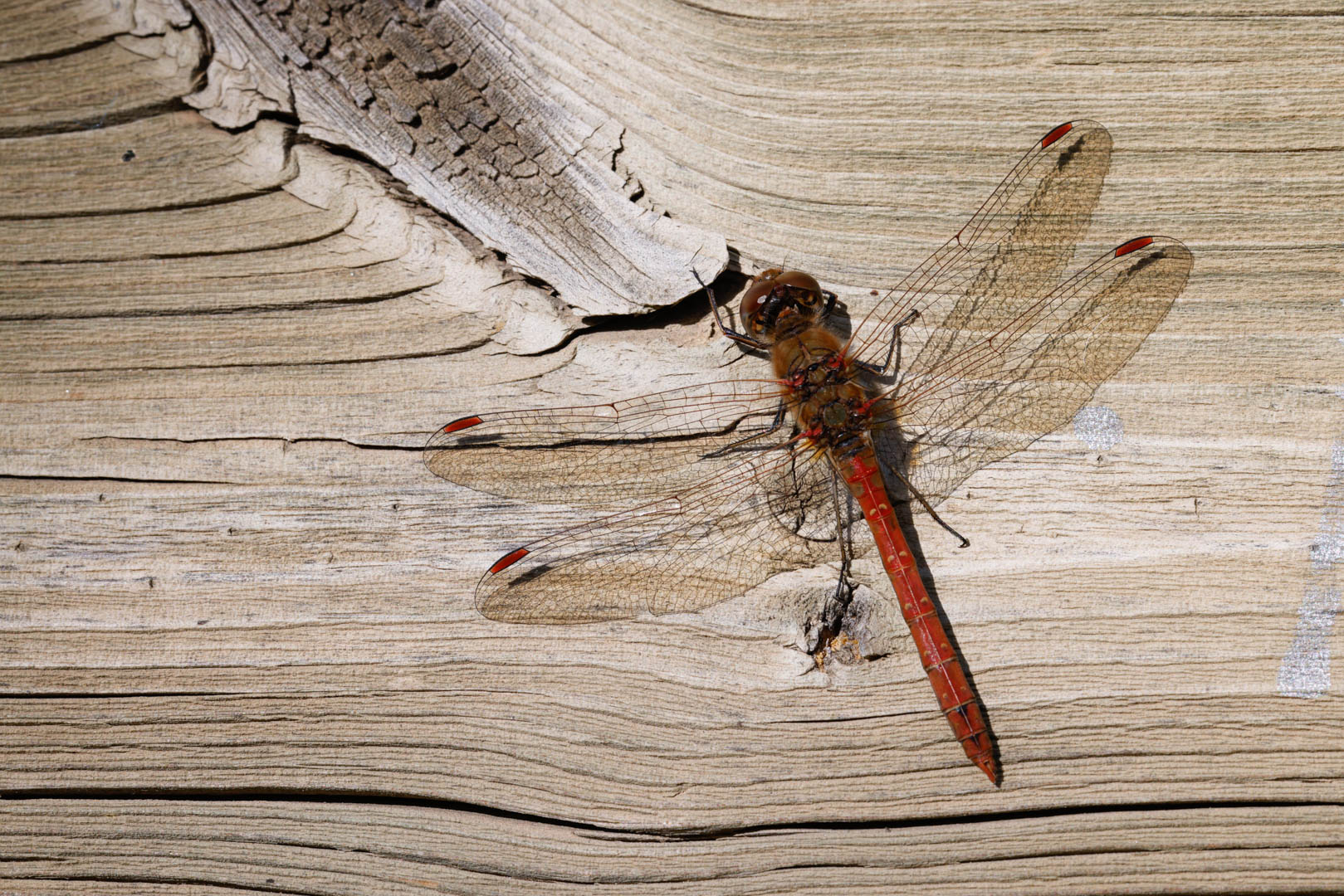 Macrofotografía de un insecto, libélula, sobre madera como fondo.