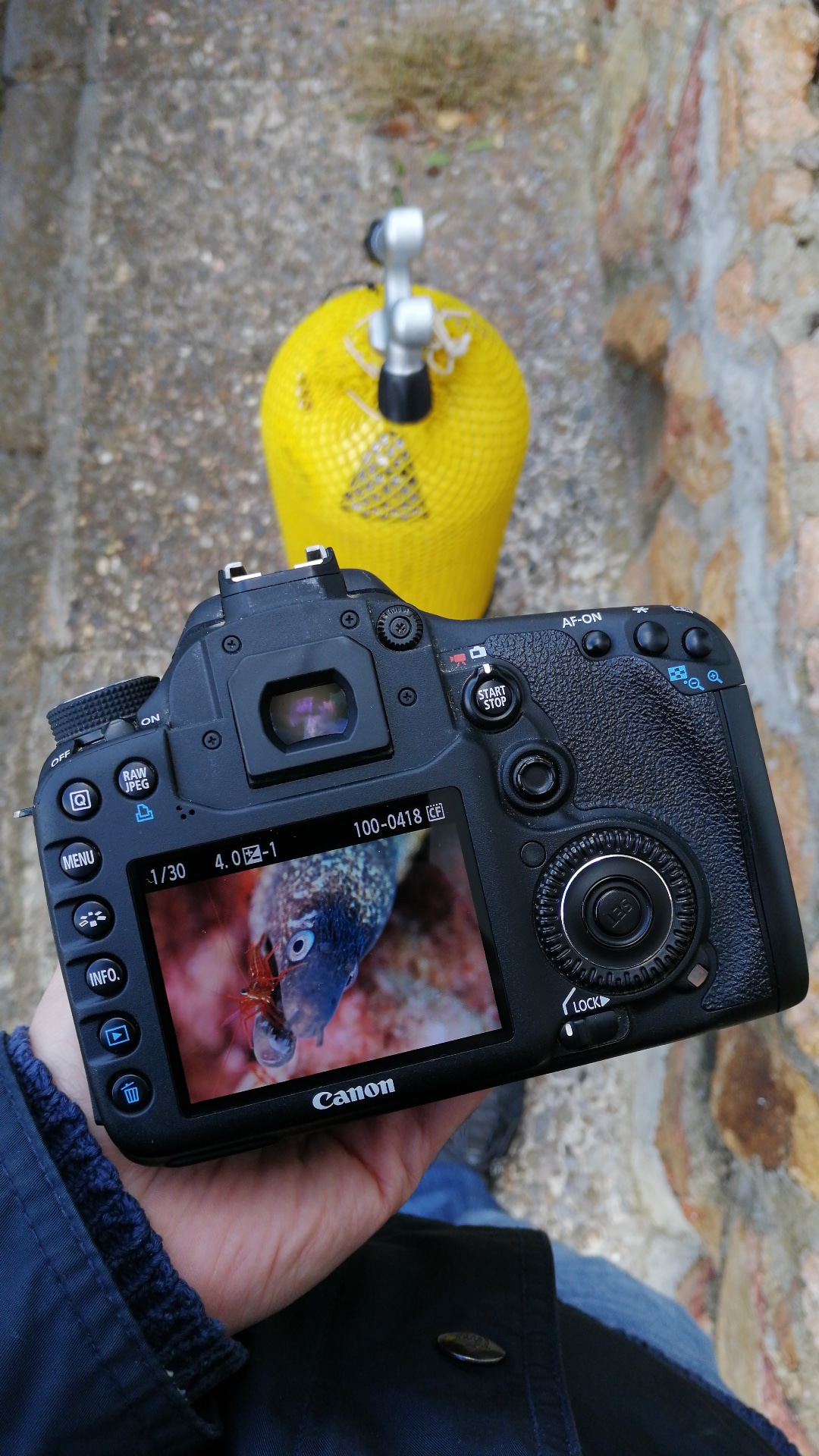 Imagen de la Canon 7D con una foto submarina de una morena y una gamba limpiadora, y una botella de submarinismo en el fondo de la imagen.