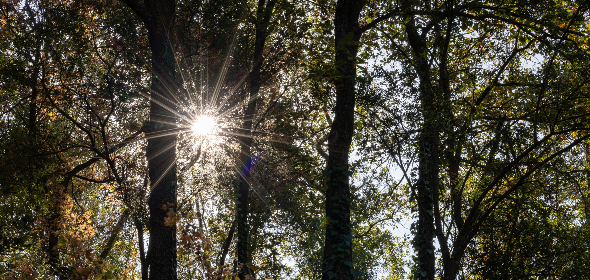 Fotografía de un bosque con la luz solar filtrada entre los árboles con la forma estrellada